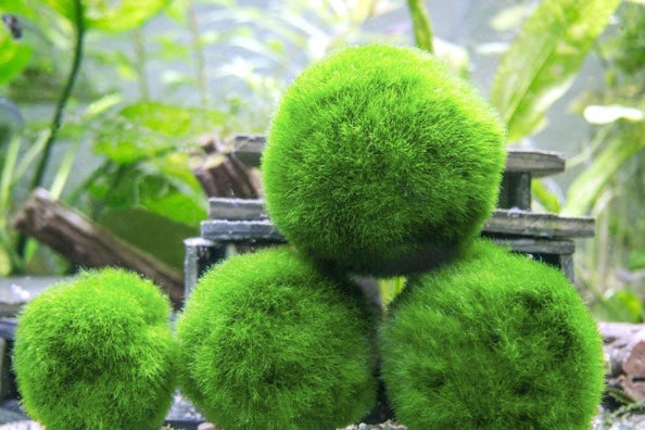 Marimo Moss Balls.